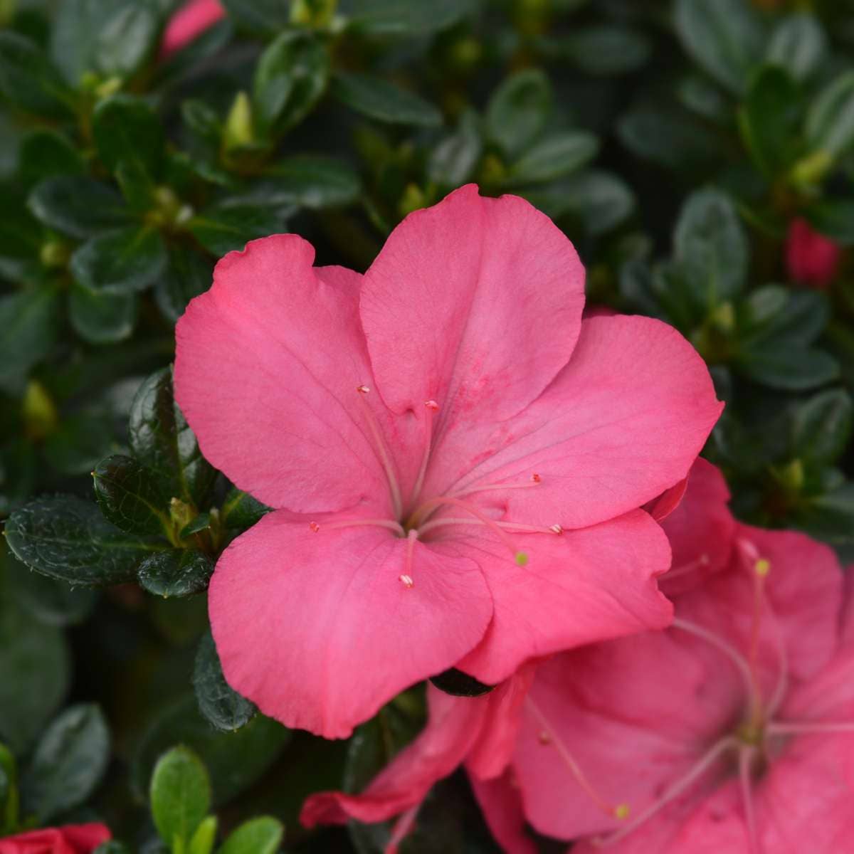 Oasis of Life - Wholesale Live Plant - Rhododendron Azalea – 4 plants Rhododendron Azalea ‘Anouk’ – Japanese Azalea with pink flowers – Evergreen & hardy – Ideal for garden, balcony & pots – Easy to care for & compact – Height 25–40cm – Ø17cm4