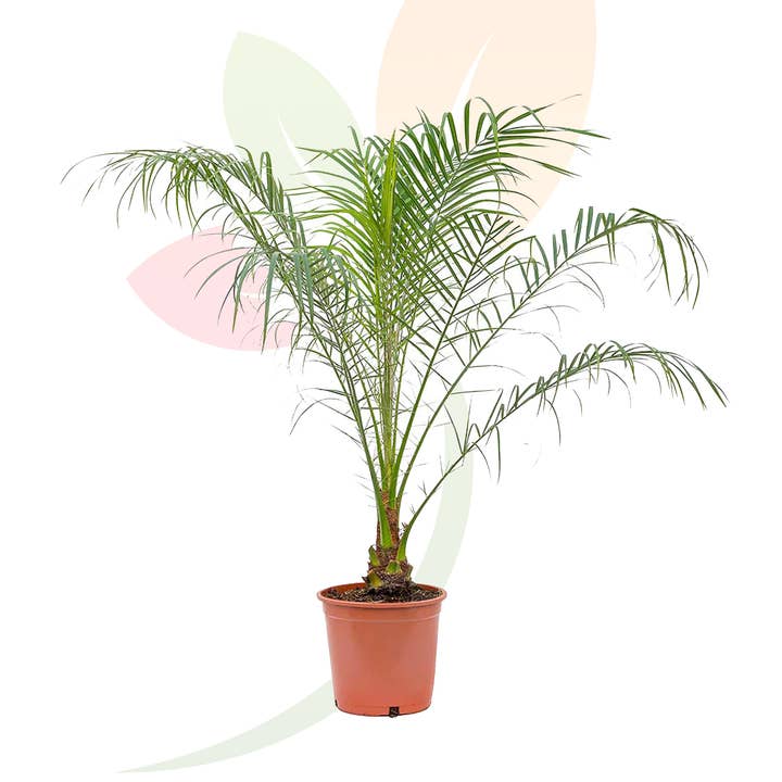 Phoenix Roebelenii for wholesale by VIVERCID