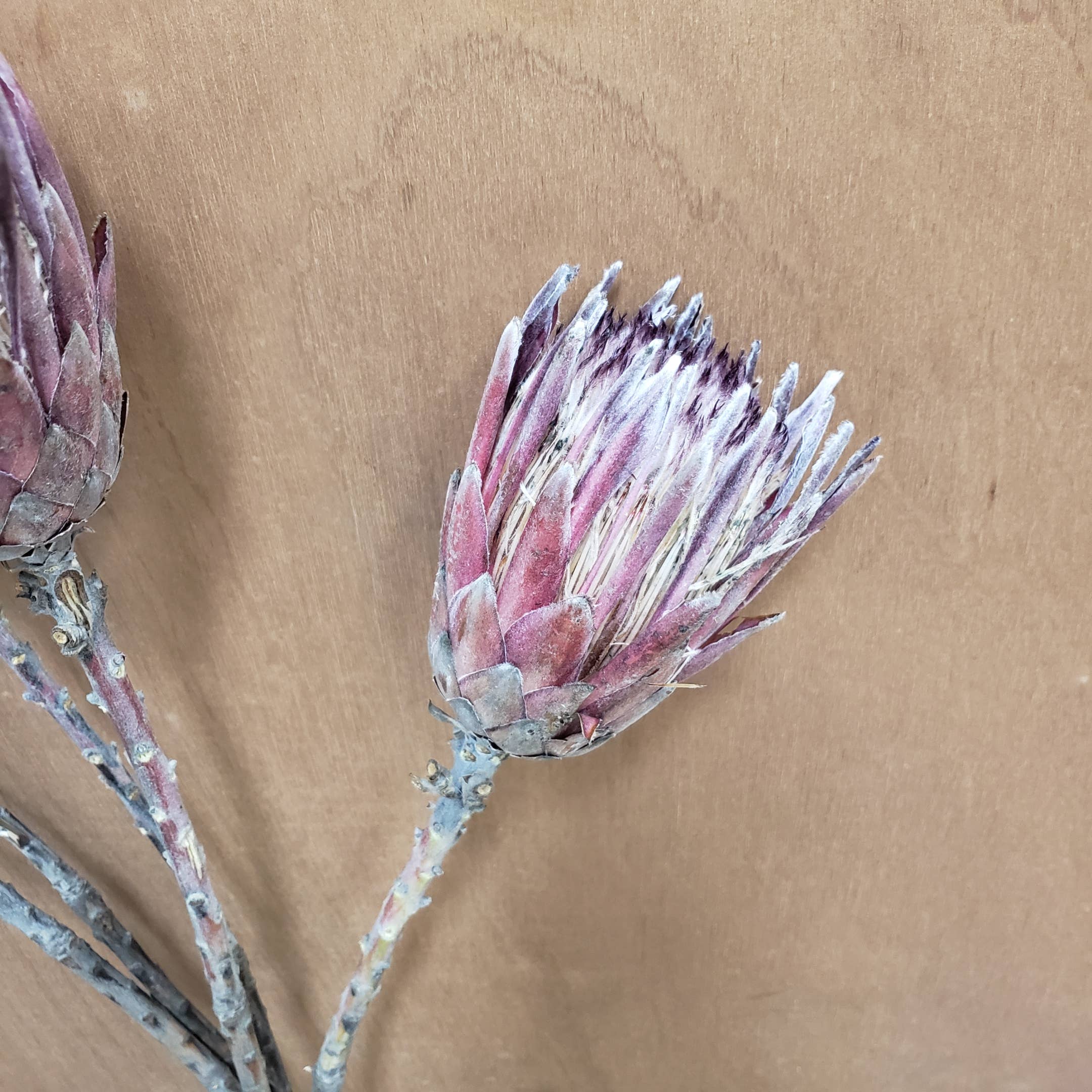 BLOOMINGFUL.COM - Wholesale Dried/Pressed Flowers - CLEARANCE - Dried Protea Pink Ice Flower1