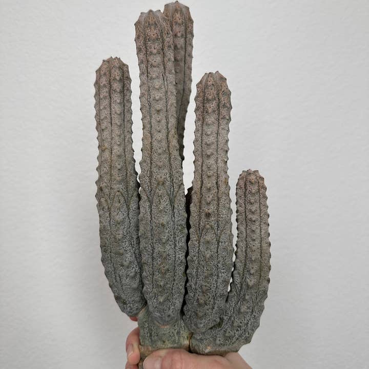 Grow Margo - Vente Succulentes - Cluster gris Euphorbia Abdelkuri - Cactus vivant unique - Cand5