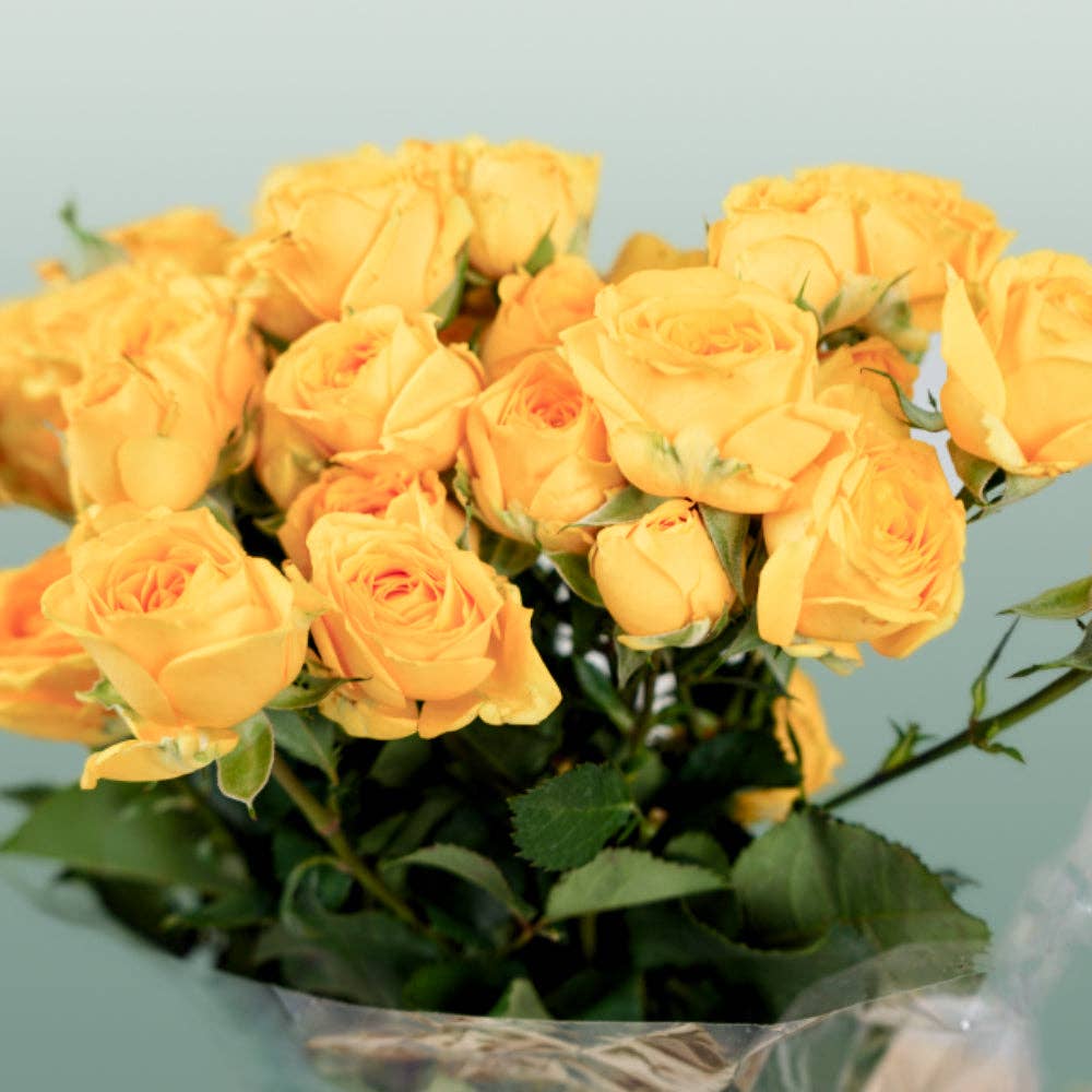 Pink Spray Rose Ramona for wholesale on Faire3