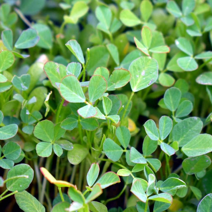 Cibobenessere - Wholesale Protein/Superfood Powder - Fenugreek Powder - Organic Product3