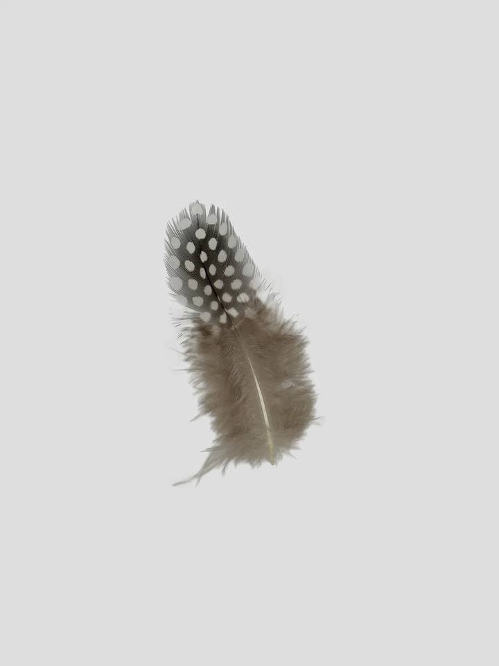 Parelhoen 5-10 cm Natuur voor wholesale door Enkels Feathers