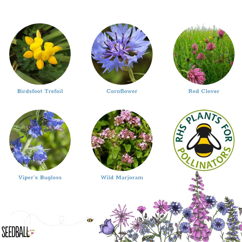 Seedball - Vente Graines de plantes - Boîtes à fleurs sauvages Bee Seedball8