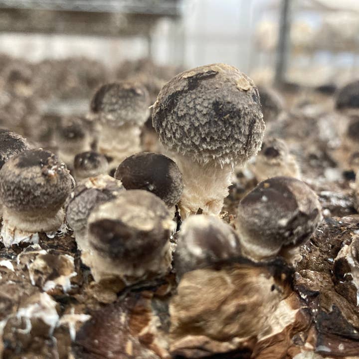 Mycoterra Farm - Wholesale DIY Food Kit - Shiitake Mushroom Kit