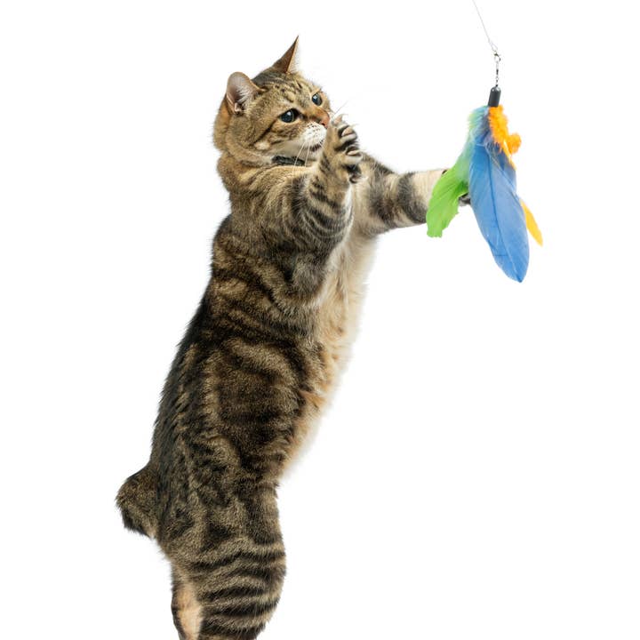 Huxley & Kent – wholesale Pet toy – Cat – Teaser Sour Scratch Wand Cat Toy3