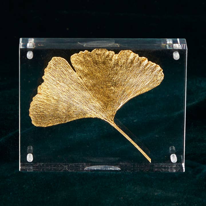 NATURLIGA GONGKO BILOBA X1 för wholesale av Atelier Avenet