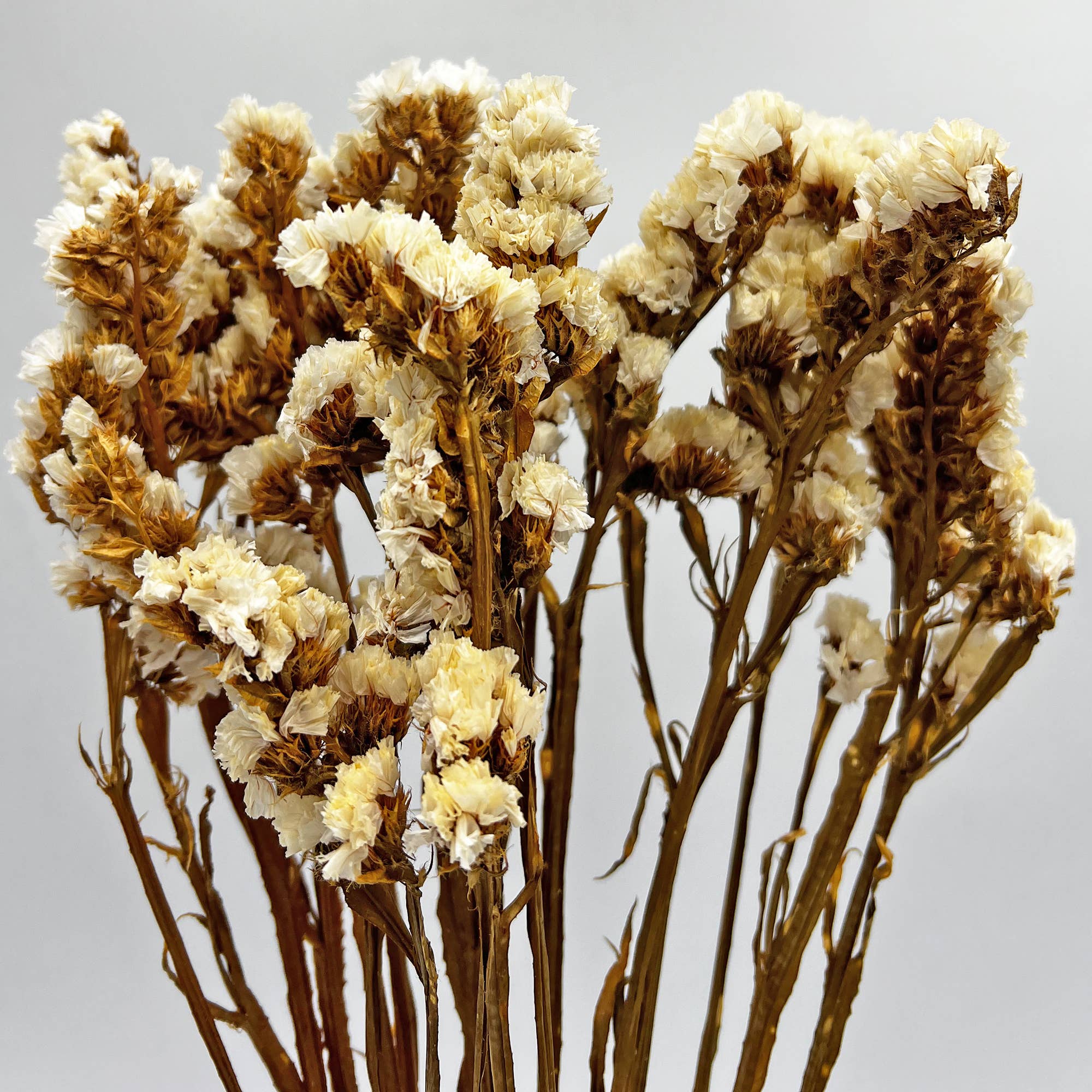 2626 Designs – Flores secas/prensadas por atacado – Ramos de Miosótis Preservados Secos 53 cm Várias Cores12