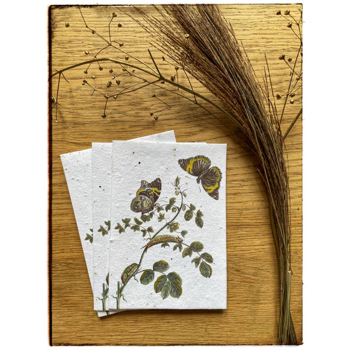 Maria Sibylla Merian postcard on seed paper for wholesale by Lara Coutihno