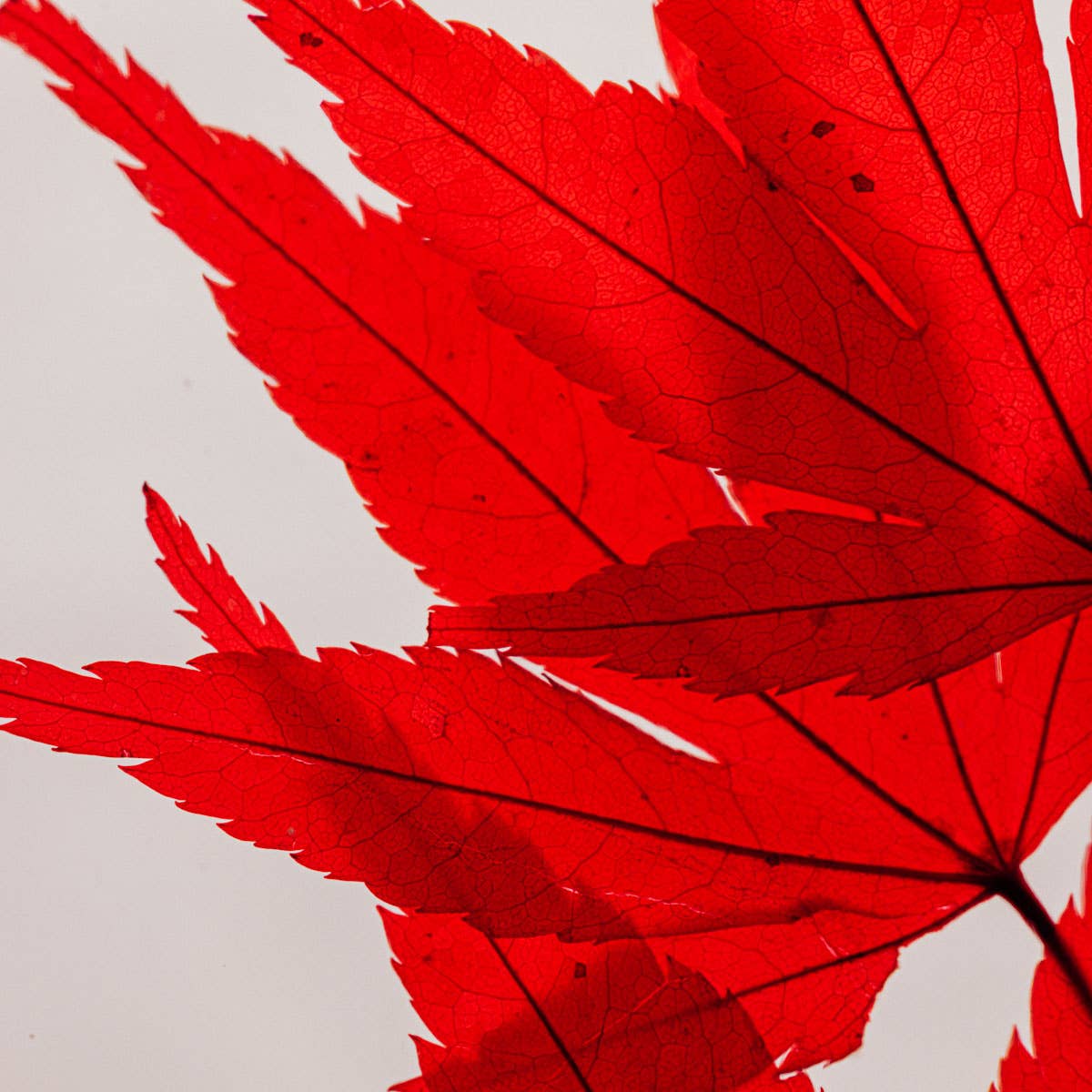 Theophile Berthon - Wholesale Live Plant - Red Maple Herbarium submerged plant5