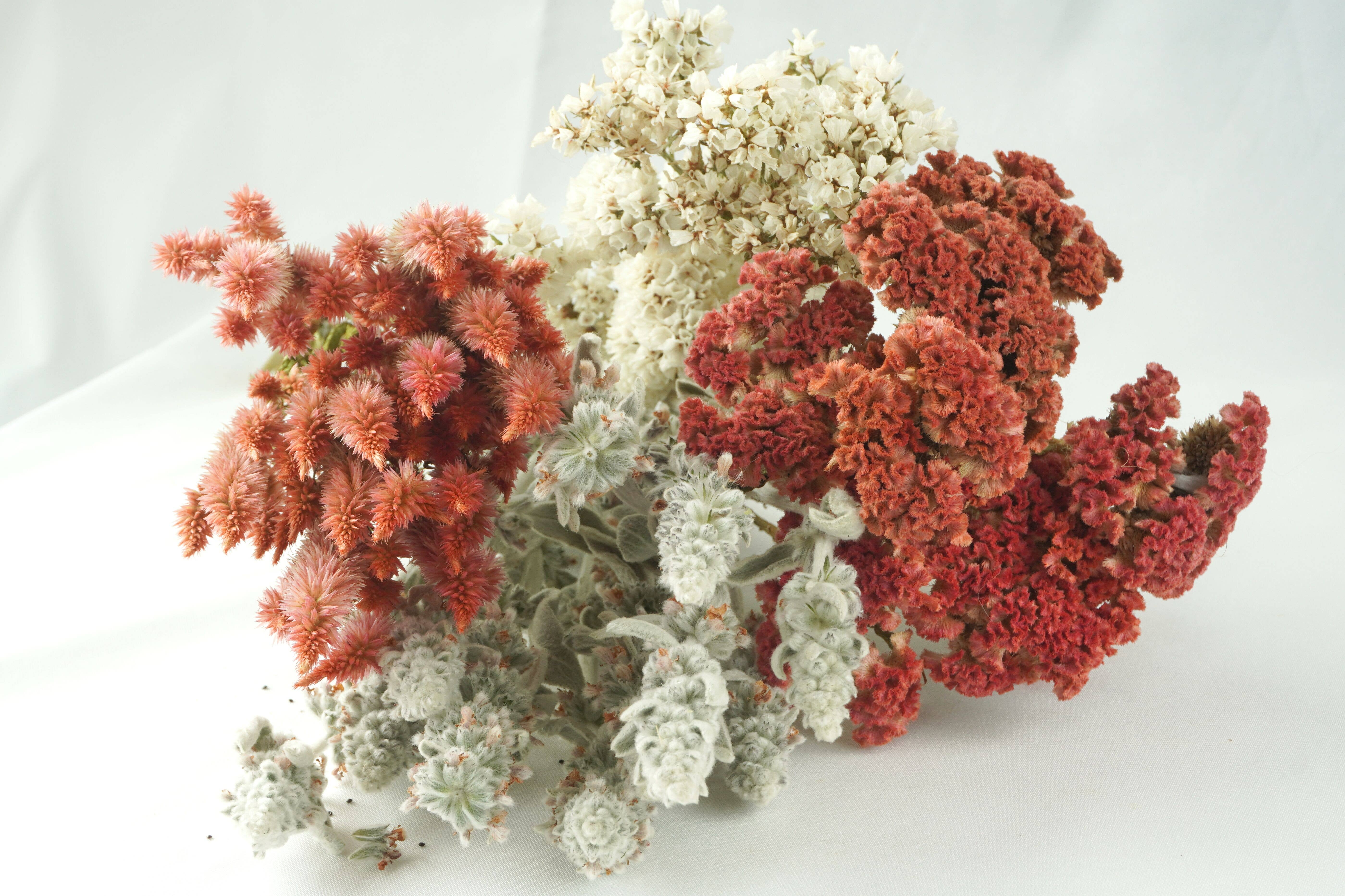 Fence Post Florals - Wholesale Dried/Pressed Flowers - Celosia-Crested -Jura Salmon4