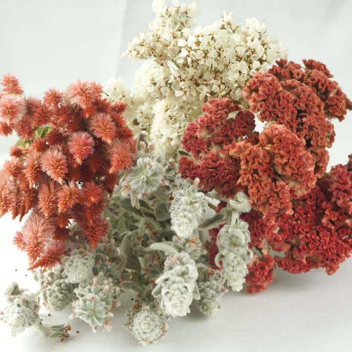 Fence Post Florals - Wholesale Dried/Pressed Flowers - Celosia-Crested -Jura Salmon4