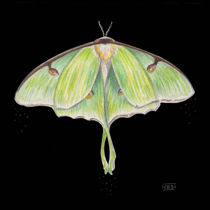 Motifs Luna Moth (petits) pour la vente par Brevity Art