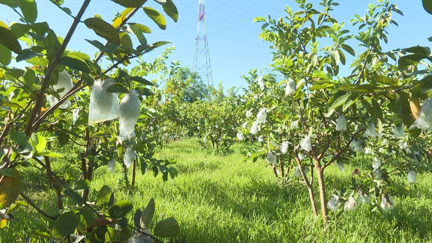 OhFresh Brands - Vendita all'ingrosso Succhi di frutta - Succo di guava rosa OhFresh 500 ml (12 pezzi)5