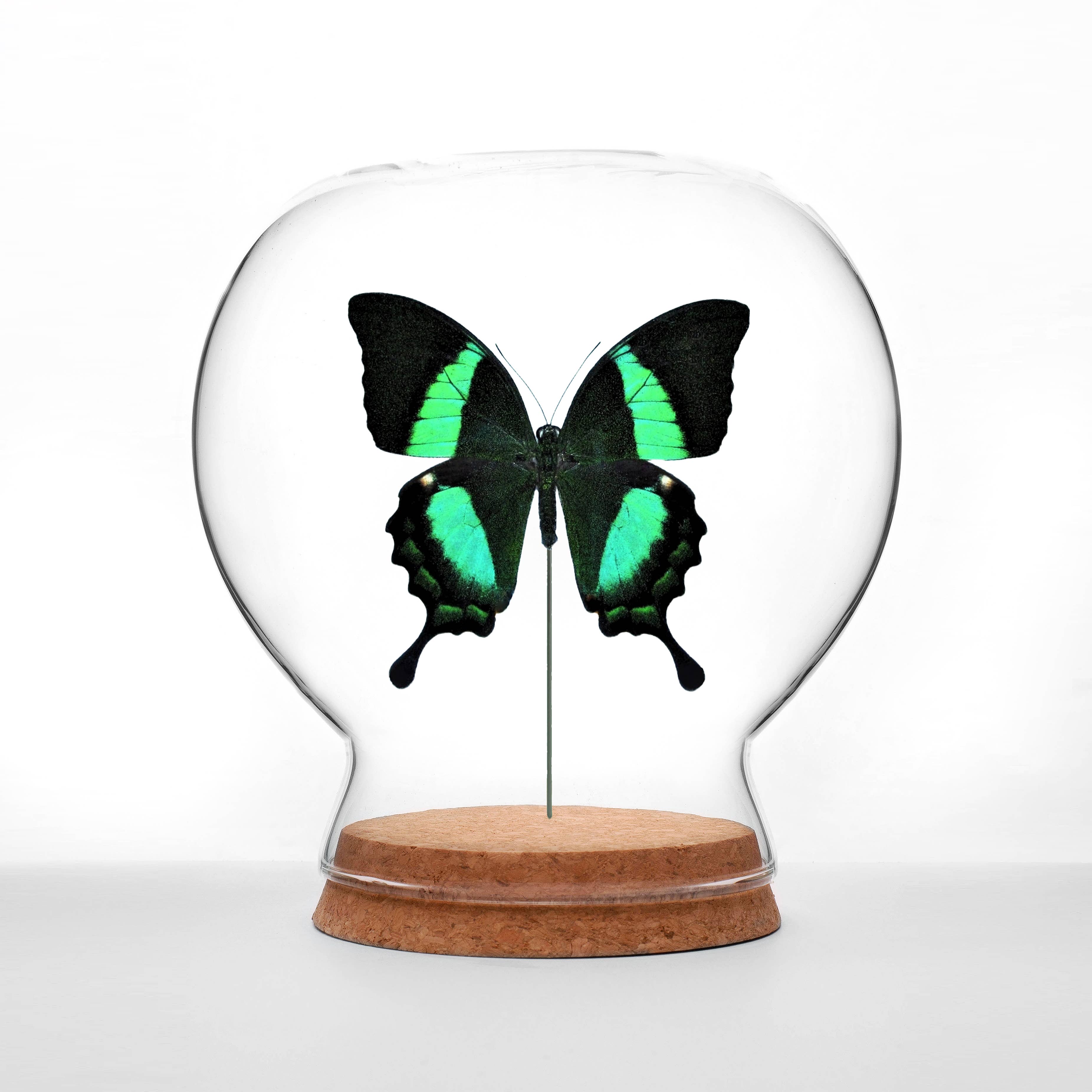 Green Beetle Shop - Wholesale Decorative Tabletop Object - Peacock Swallowtail Butterfly Globe