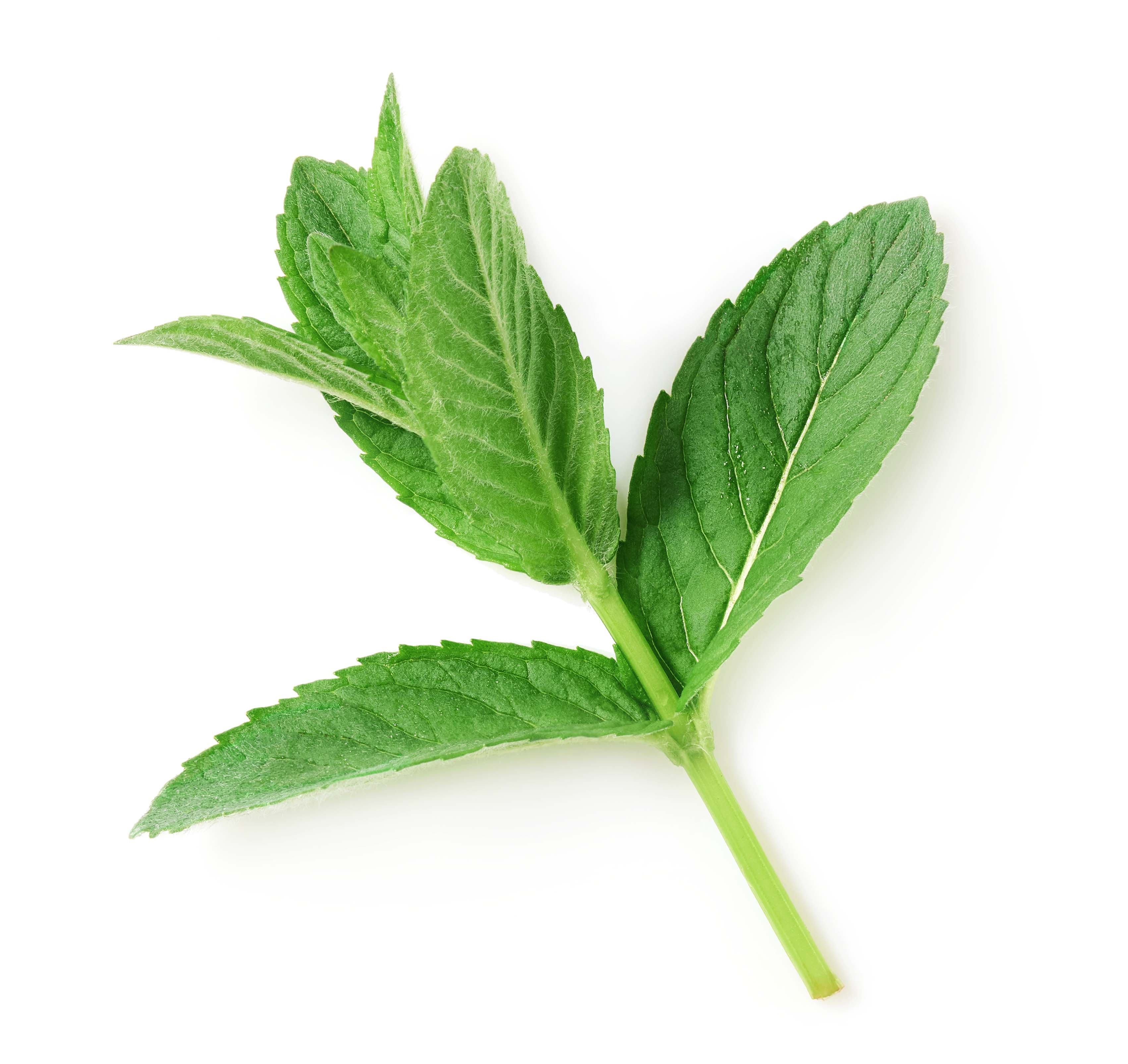 Innate Organic Body - Vente Baume/beurre pour le corps - Baume pour muscles et articulations à l'arnica, curcuma et 300 mg de CBD9