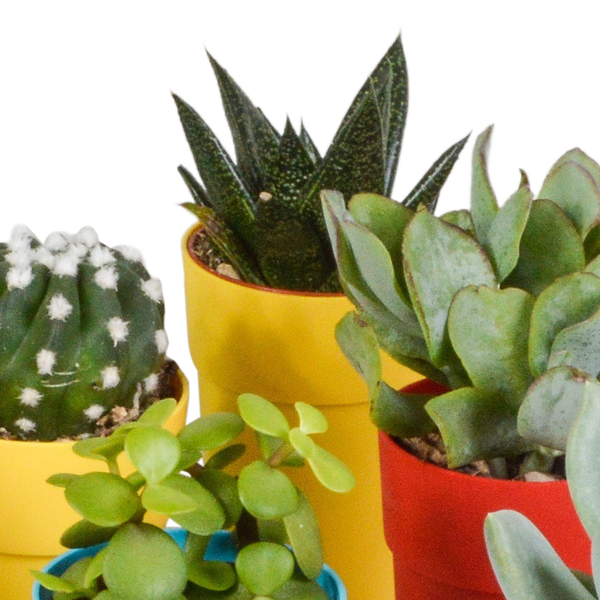 Oasis of Life - Wholesale Succulent - Succulents & Cacti Mix – 15 Plants – Ø5.5cm Houseplants in Colorful Plastic Pot – Various Mini Succulents & Cacti – Easy-Care Plants for Windowsill, Office & Living Room4