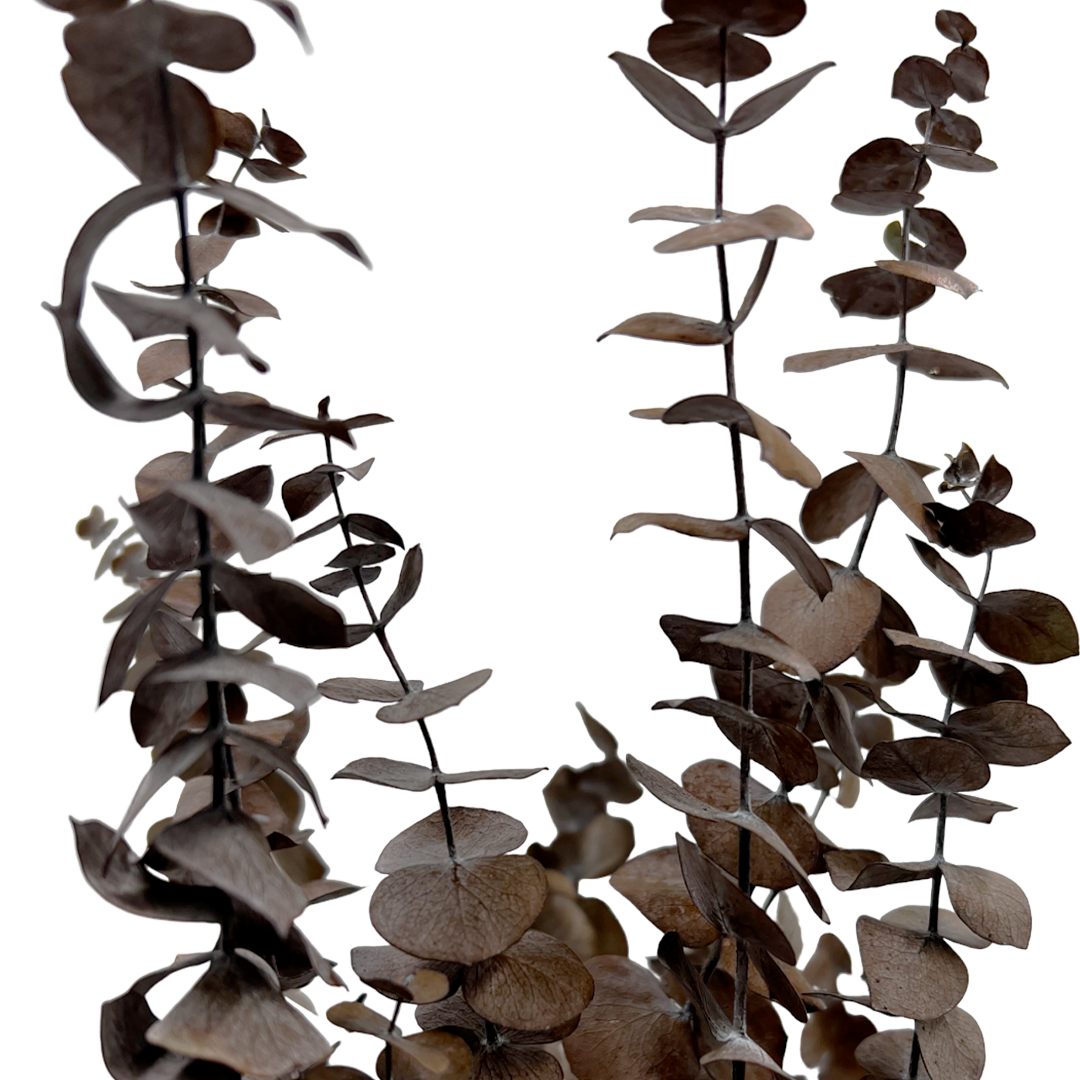 2626 Designs - Vente Fleur séchée/pressée - Feuilles d'eucalyptus petites préservées de 43 à 53 cm de long13