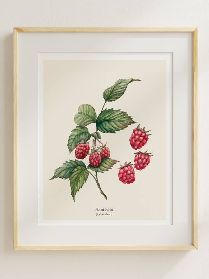 Framboisier Sauvage pour la vente par Sarah Choquette Scott Artiste