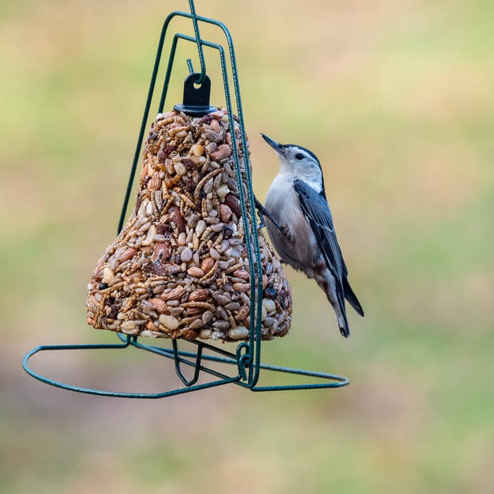 Mr Bird - Wholesale Bird Feeder - Seed Bell Hanger