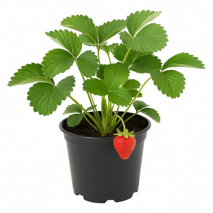 Oasis of Life - Wholesale Live plant - Strawberry Fragaria x ananassa 'Honeoye' β very early variety with firm, aromatic fruits β 3 plants β high-yielding, hardy & easy to care for, for garden & balcony