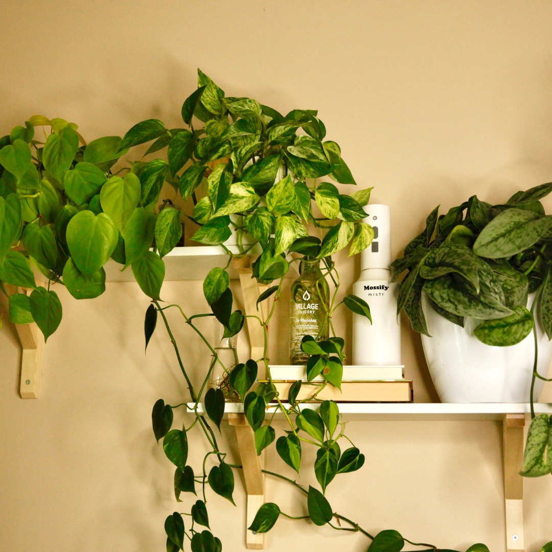 Mossify - Venta al por mayor Rociadores - Mossify mistr – Nebulizador Automático y Recargable para Plantas8