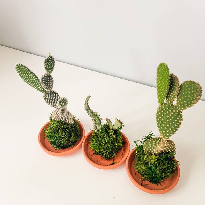 White Stable Farms - Wholesale Live Plant - Mini Kokedamas (Cactus) (House Plant Wrapped in Moss)