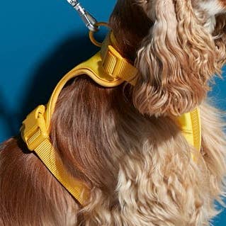 Rose Harness for wholesale by DoggySquad