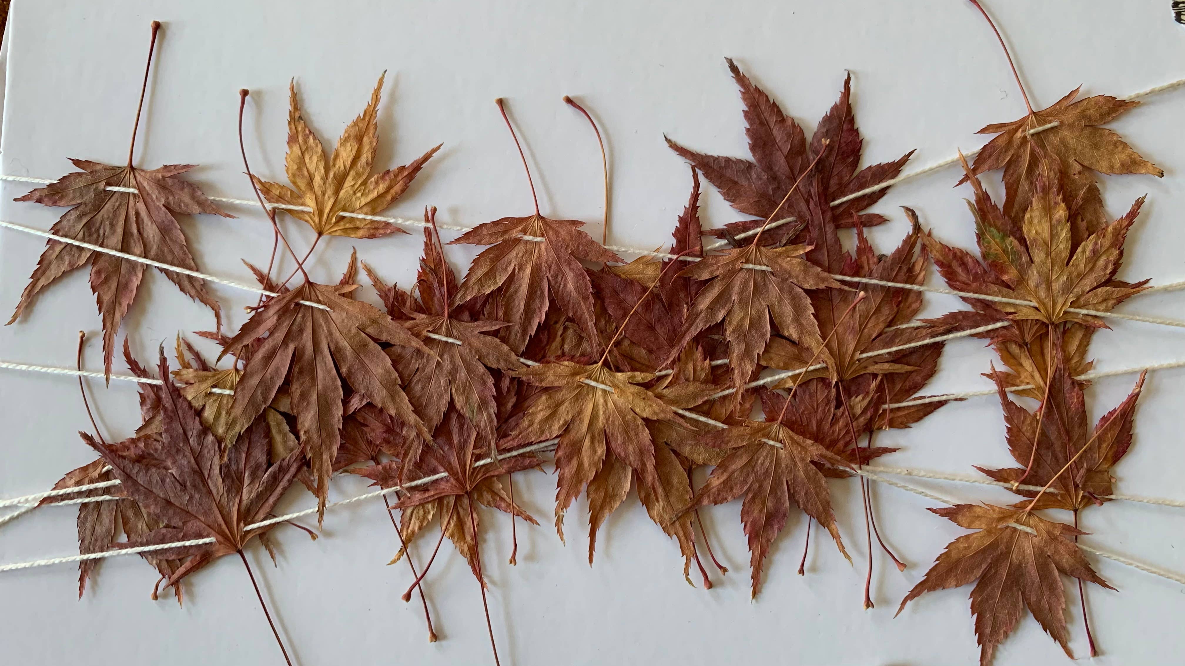 Twig and Snip - Wholesale Bunting/Garland - Dried Mini Japanese Maple Leaf Garland - Reds and Browns6