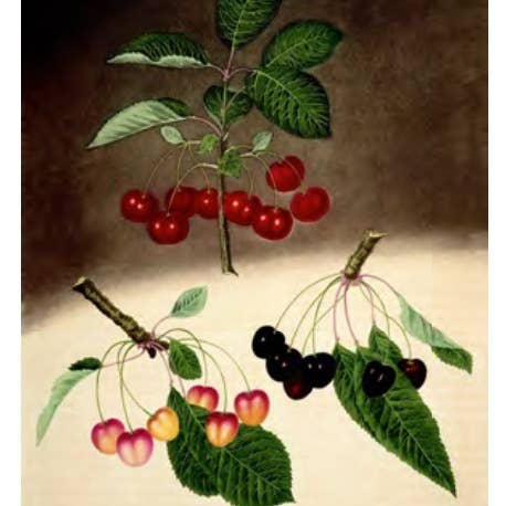 Cherries - Boxed Thank You Notes for wholesale by The Retrospect Group Collection