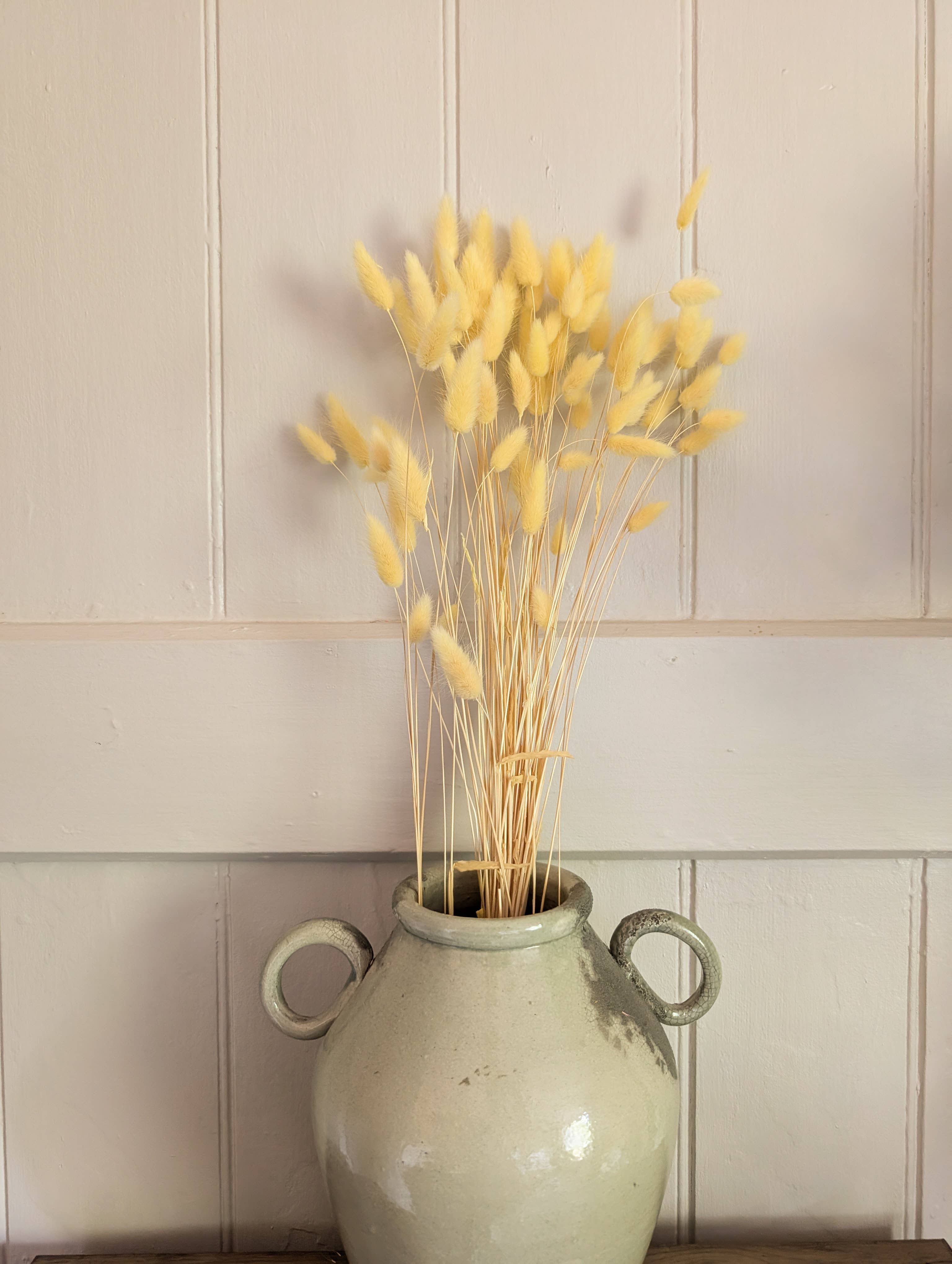 Banksia Botanicals – wholesale Dried/pressed flowers – Yellow Lagurus Grass 50-70cm 1