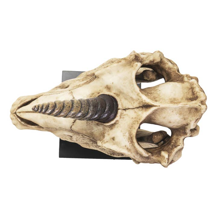 Pacific Trading - Wholesale Decorative Figurine - 14905 Unicorn Skull on Stand
