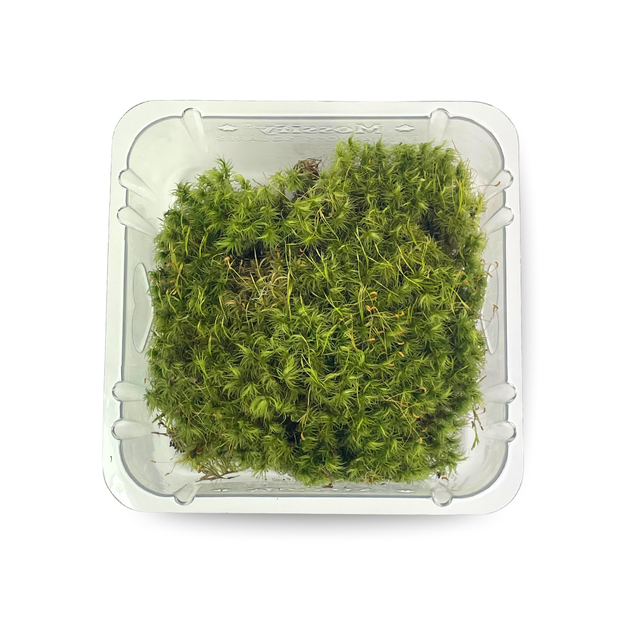Mossify - Wholesale Live plant - Live Mood Moss – Dormant 6x6" Squares, Hand-Harvested3
