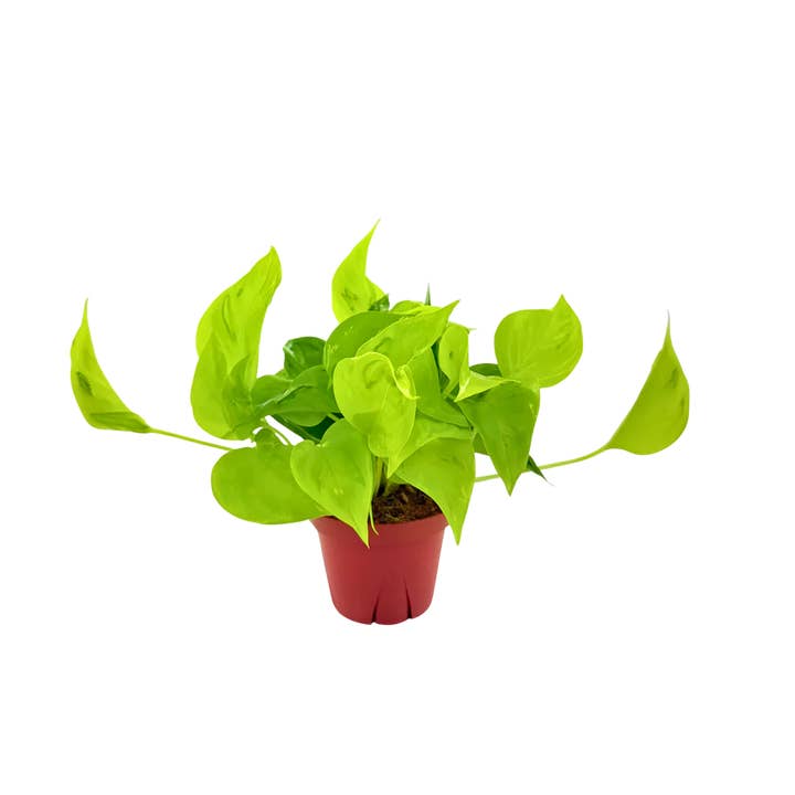 Pothos Sao Paulo for wholesale by Down to Dirt Plants