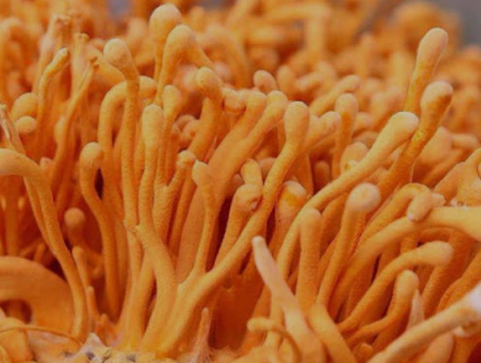 518 Farms – wholesale Loose tea – Mushroom Tea5