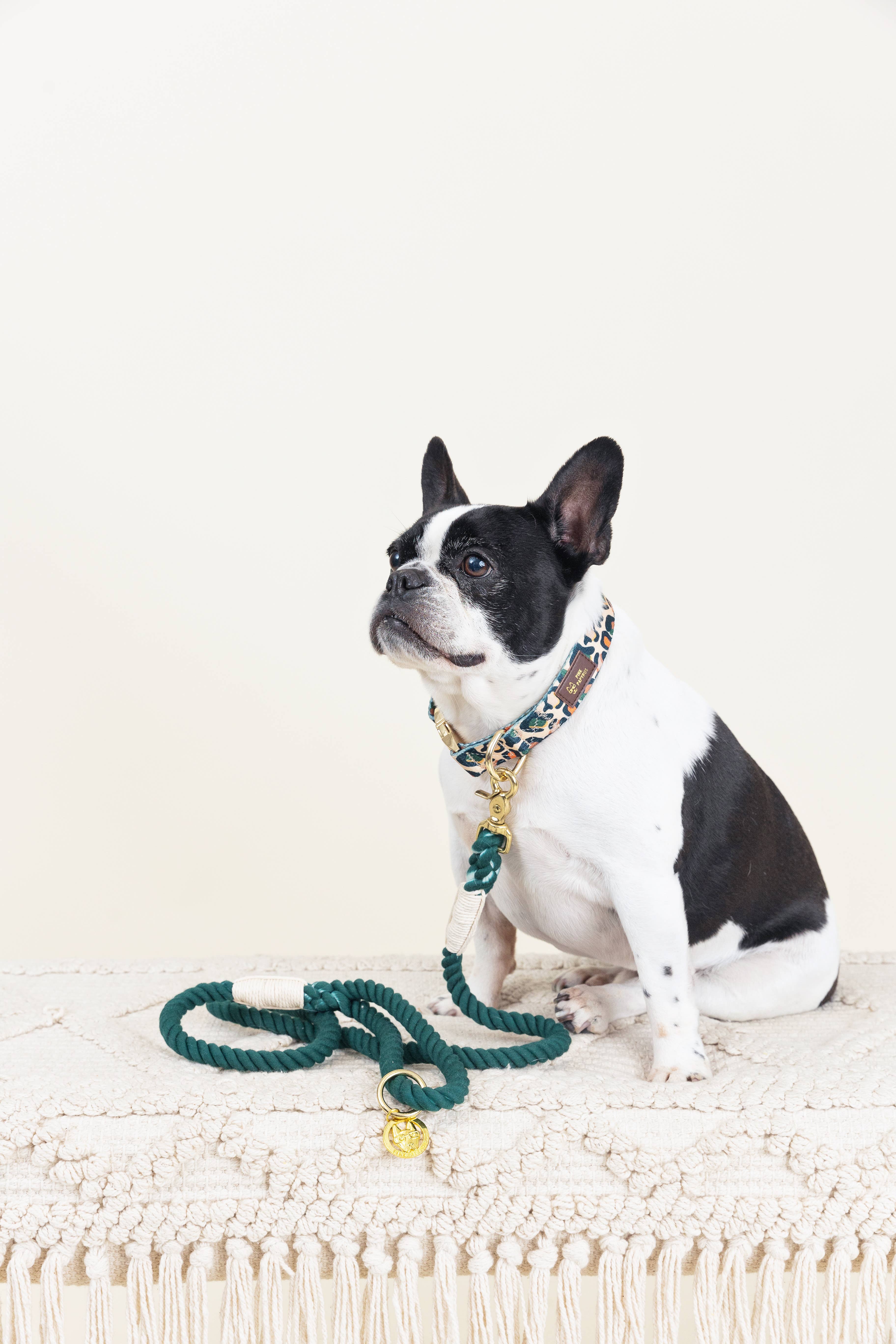 Pink Papyrus | Premium, Durable, & Stylish Dog Products - Wholesale Pet Collar - Dog - Beckett Dog Collar | Leopard Print Dog Collar | Dog Collar5