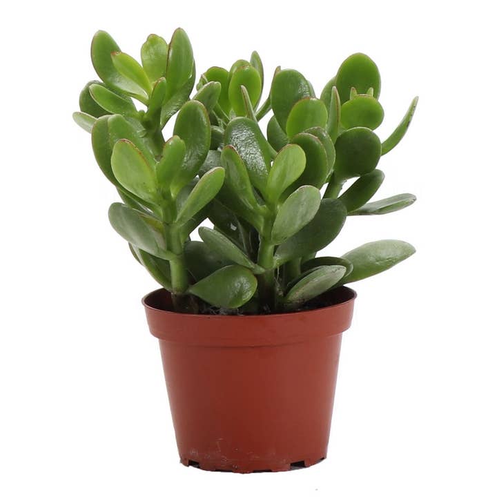 Thorsen's Greenhouse - Wholesale Succulent - Jade Succulent Plant - Live Plant