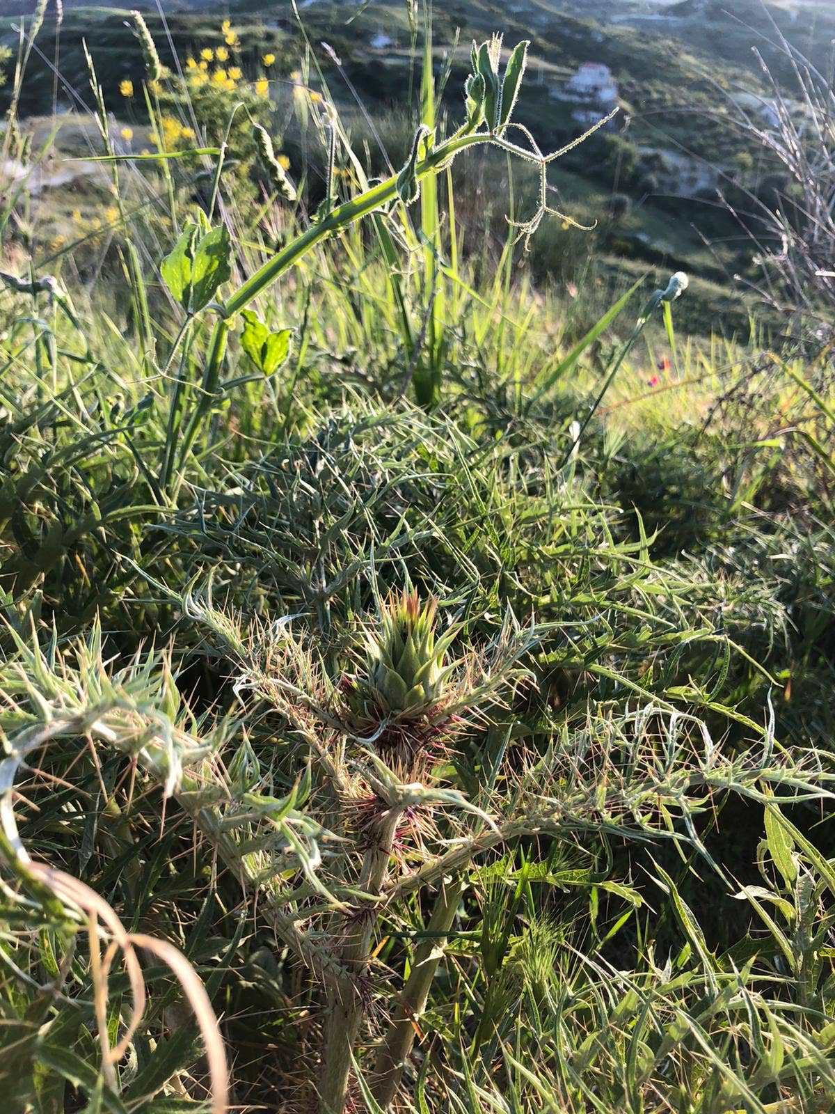 Caterisana - Wholesale Pickled Vegetables - WILD ARTICHOKES IN EXTRA VIRGIN OLIVE OIL4