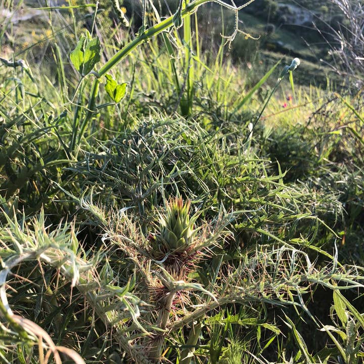 Caterisana - Wholesale Pickled Vegetables - WILD ARTICHOKES IN EXTRA VIRGIN OLIVE OIL4