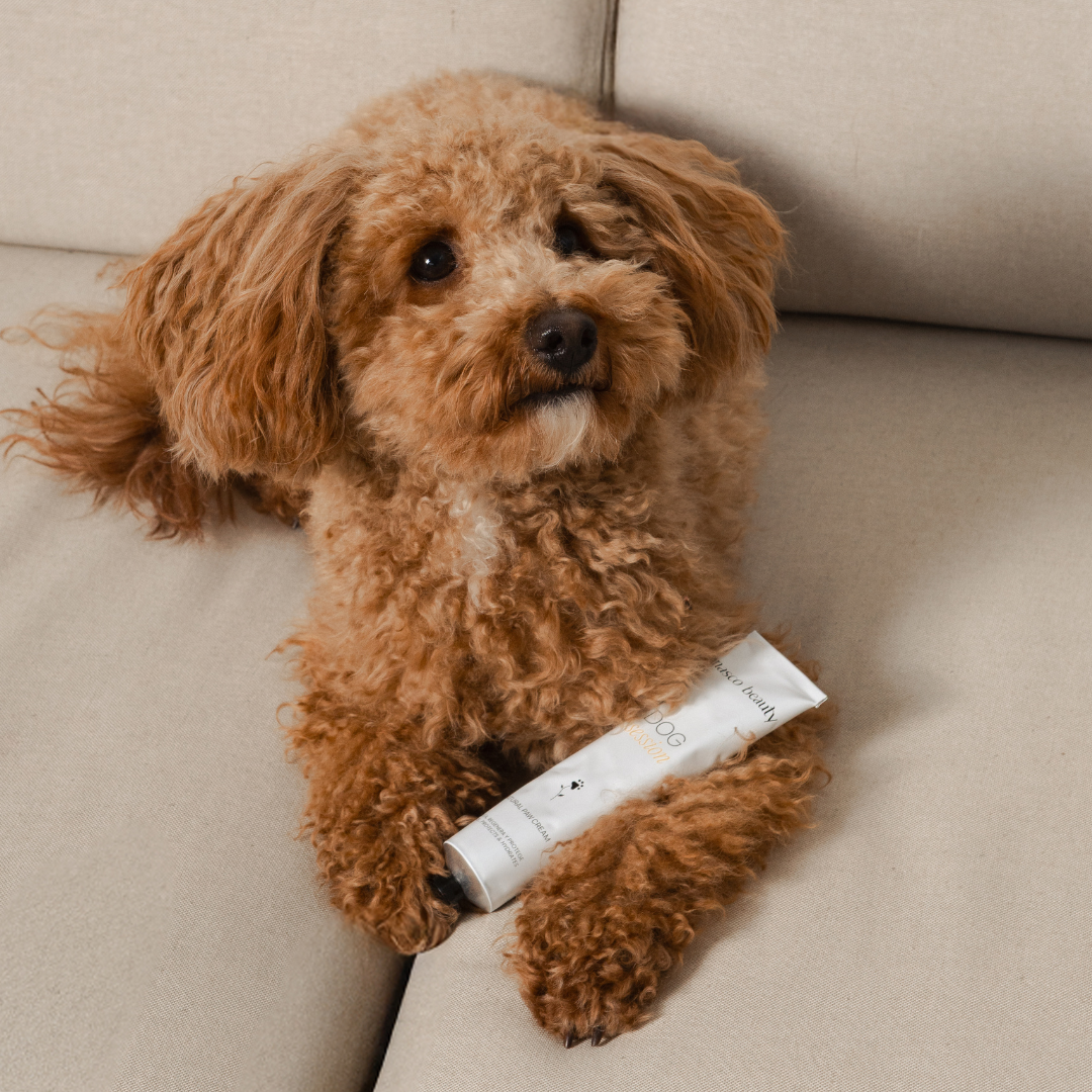 Masco Beauty – wholesale Tasskydd – Balsammousse för hundtassar3