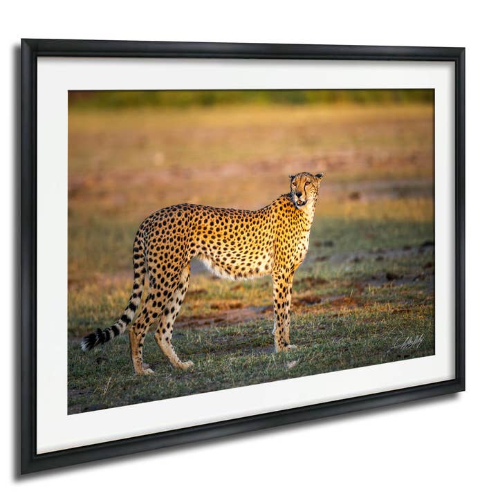 Cheetah Art Print - Boho Style - Multi-Size for wholesale by Clifton Haley Photography