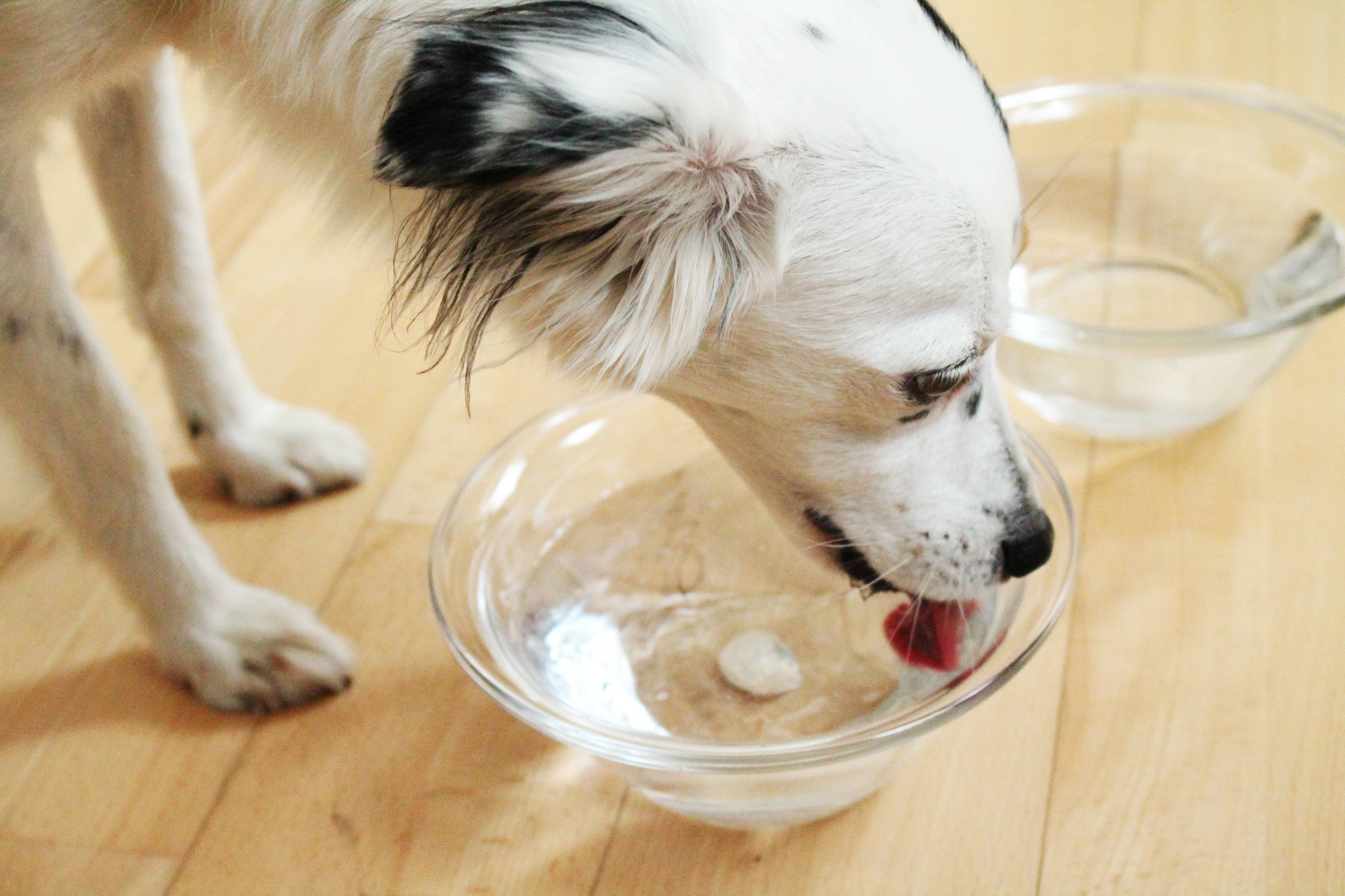 CARNELLO - Wholesale Pet Bowl - Cat/Dog - Aqua Animo dog water bowl, dog bowl2