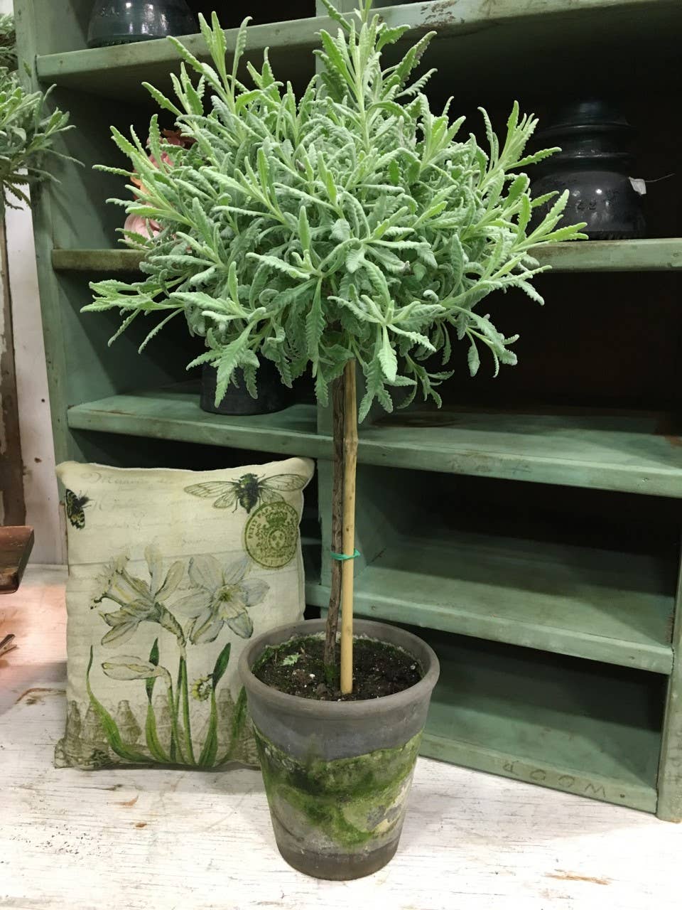 Bella Vintage Home Inc - Wholesale Live Plant - Live Plants- Goodwin Creek (short right now) 2-1-25
