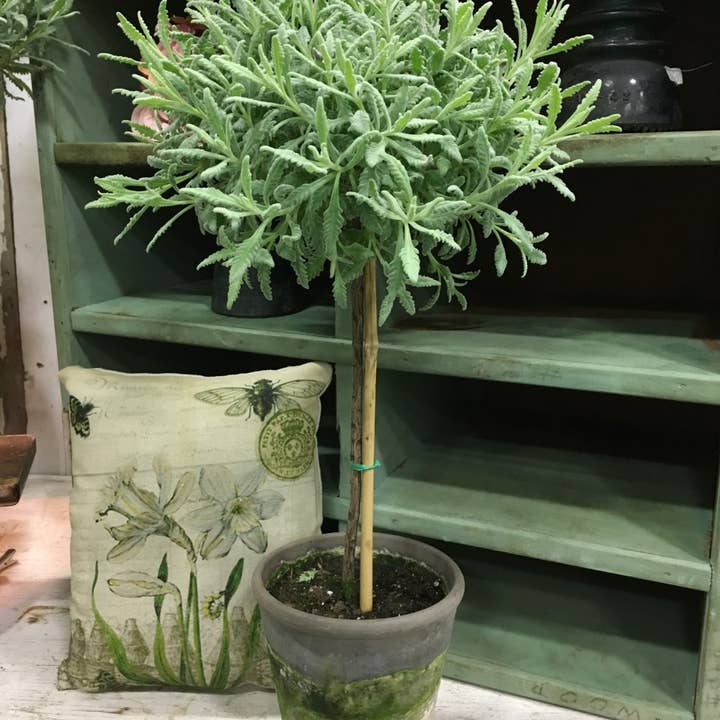 Bella Vintage Home Inc - Wholesale Live Plant - Live Plants- Goodwin Creek (short right now) 2-1-250