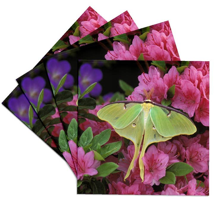 3dRose - Wholesale Coasters - 3dRose, USA, Pennsylvania, Luna moth insect, pink azaleas - US39 BJA0010 - Jaynes Gallery, Coaster