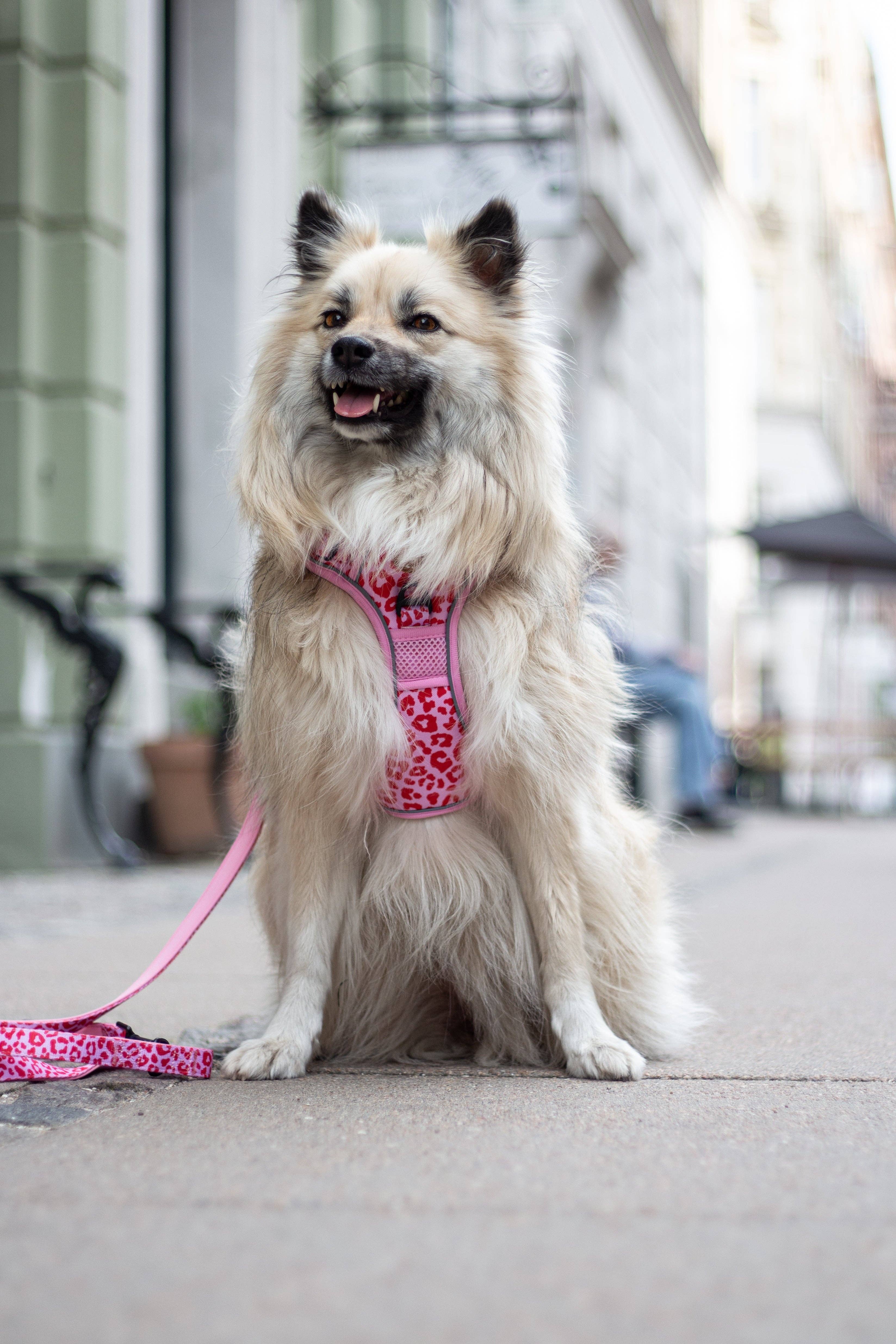 Collarfull – wholesale Pet collar – Dog – Adjustable Dog Leash - Pink Panther3