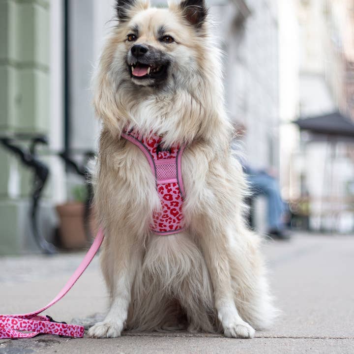 Collarfull - Wholesale Pet Collar - Dog - Adjustable Dog Leash - Pink Panther3