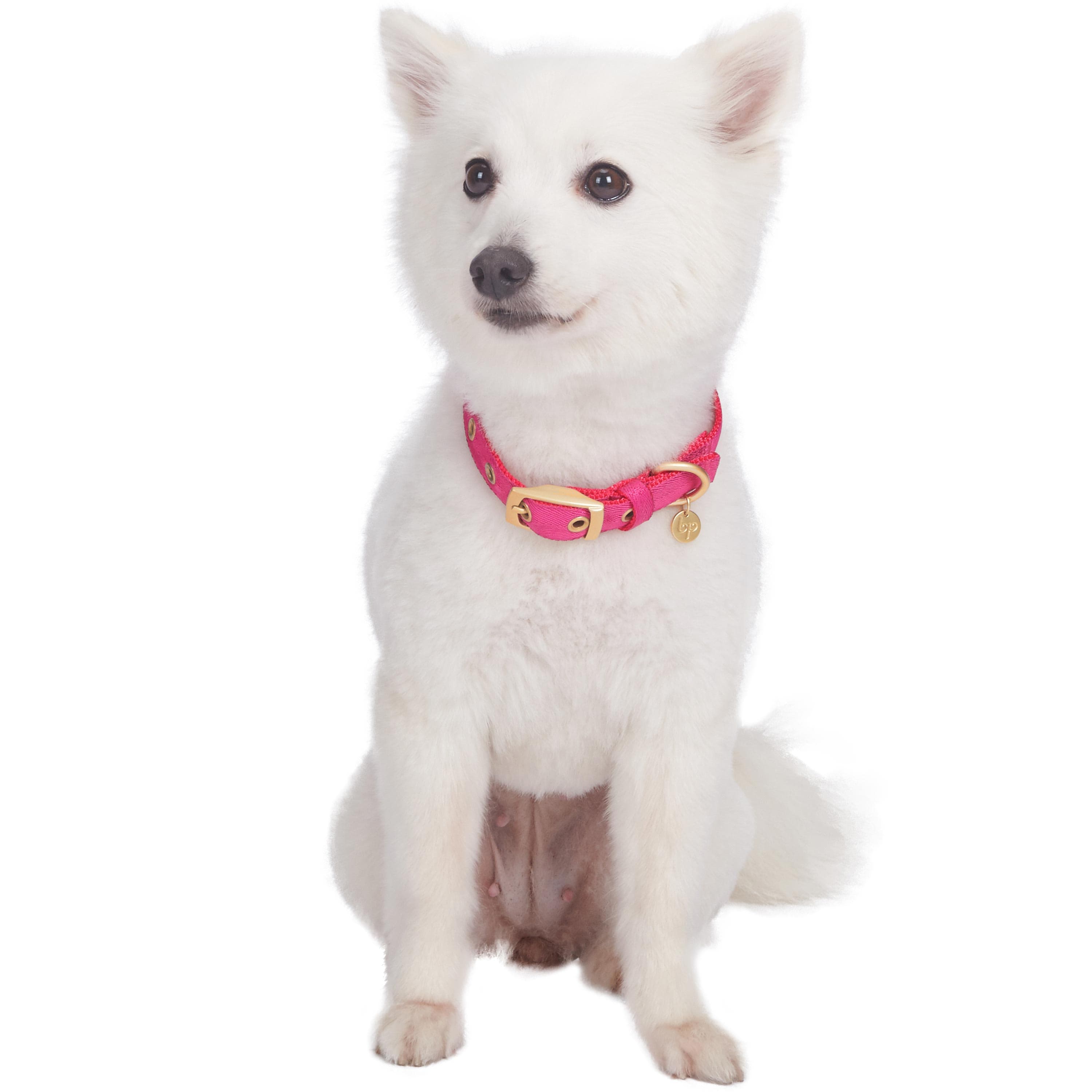 Blueberry Pet – coleira - Cão por atacado – A mais cobiçada designer de fio metálico para cão7