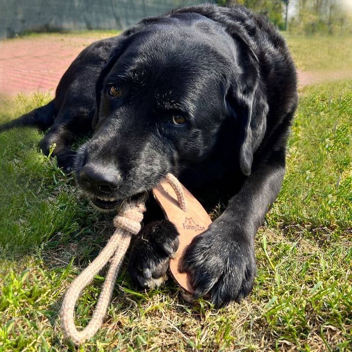 Juguete natural para perros y cachorros AVOCADO para venta al por mayor de Funny Zoo