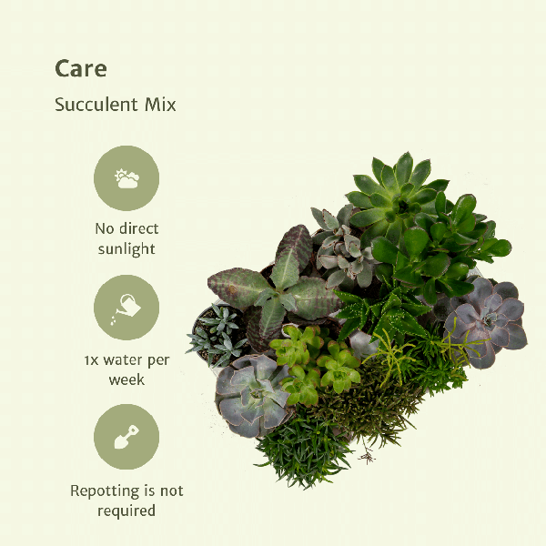 Oasis of Life - Wholesale Succulent - Succulent Mix – Set of 18 – Ø8.5cm x H10cm – Various Species in Plastic Pot – Easy-Care Mini Plants – For Windowsill, Office & DIY Decor4